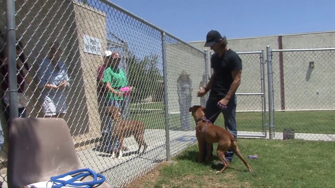 Severe Dog to Dog Aggression Boxer Ventura YouTube