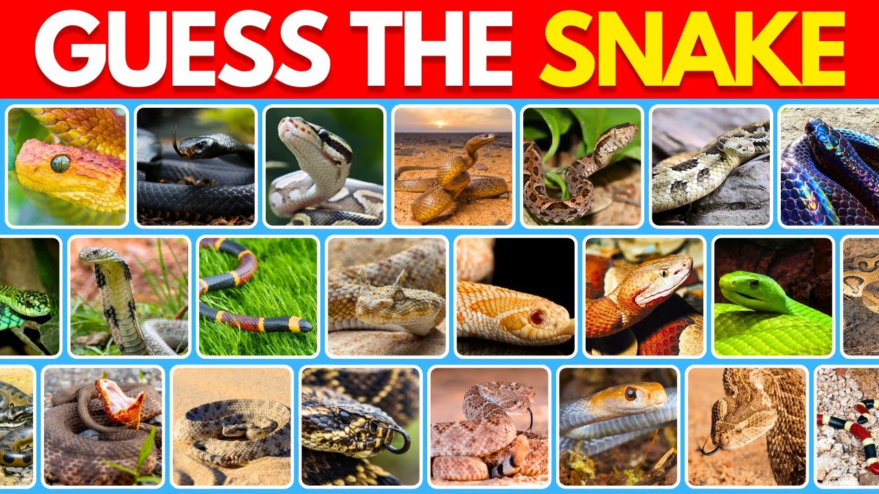 Can You Guess the Snake Species? No Music 🐍🌍 Only True Herpetologists Will Pass!
