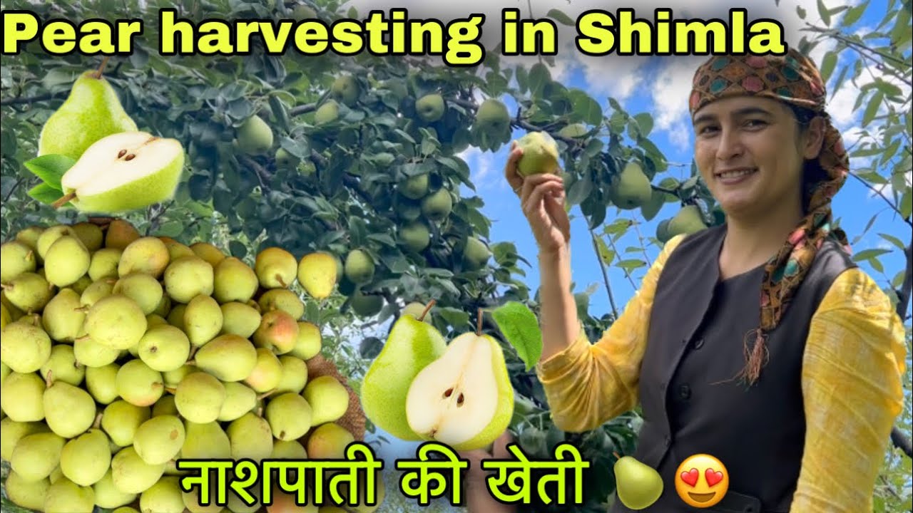 पहाड़ों की नाशपाती 🍐🍐(Pear) || Harvesting Pear in Himachal Pradesh || Pahadi lifestyle Vlog || GFN