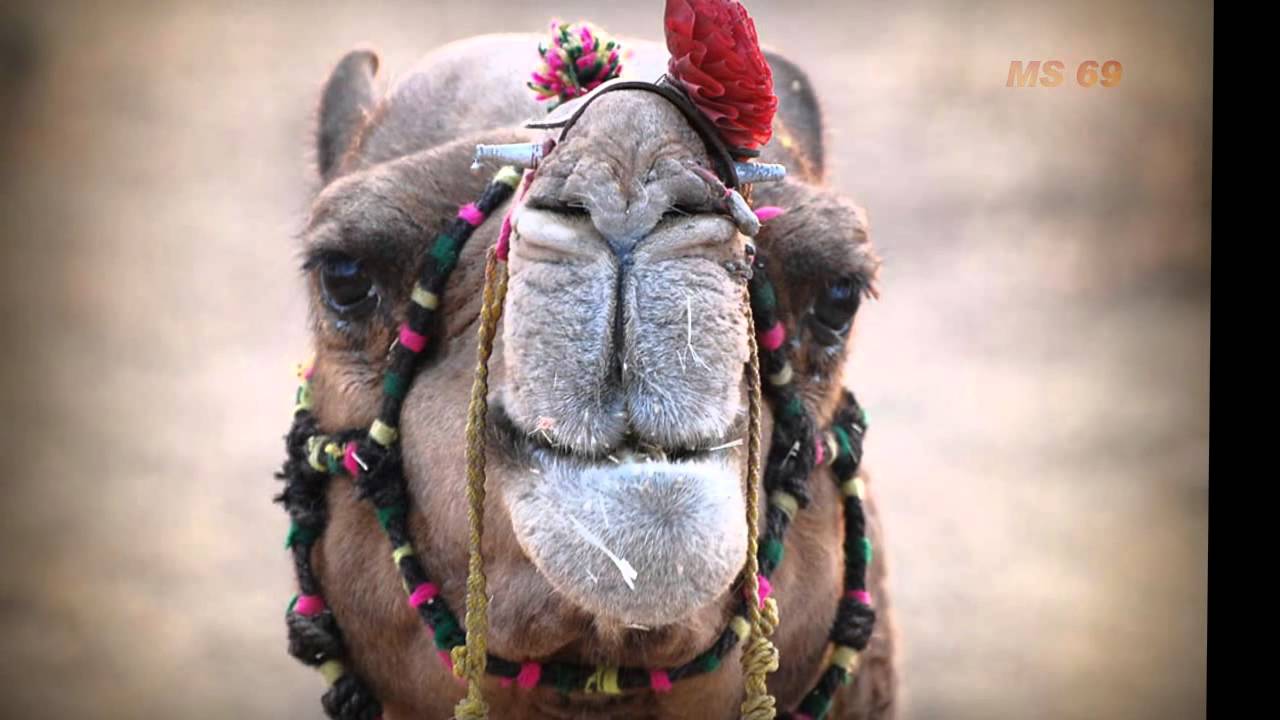 Brahvi Song Chanjale Saleh Jan