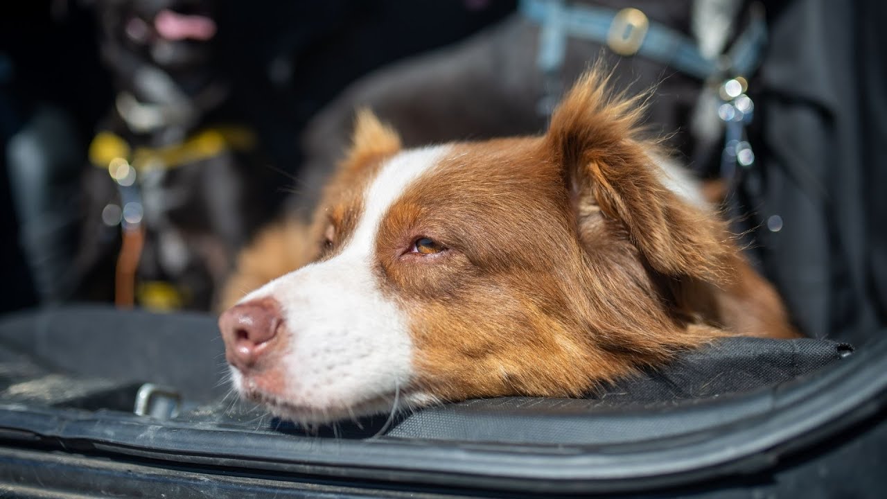 Are Collie dogs prone to obesity?