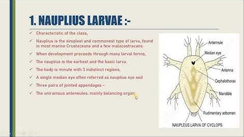 LARVAL FORMS OF CRUSTACEAN PART 01