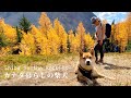 ベストタイミング！柴犬ナラと黄金色に染まるカラマツの谷を歩く｜4K｜紅葉登山｜Shiba Inu in the golden larch forest