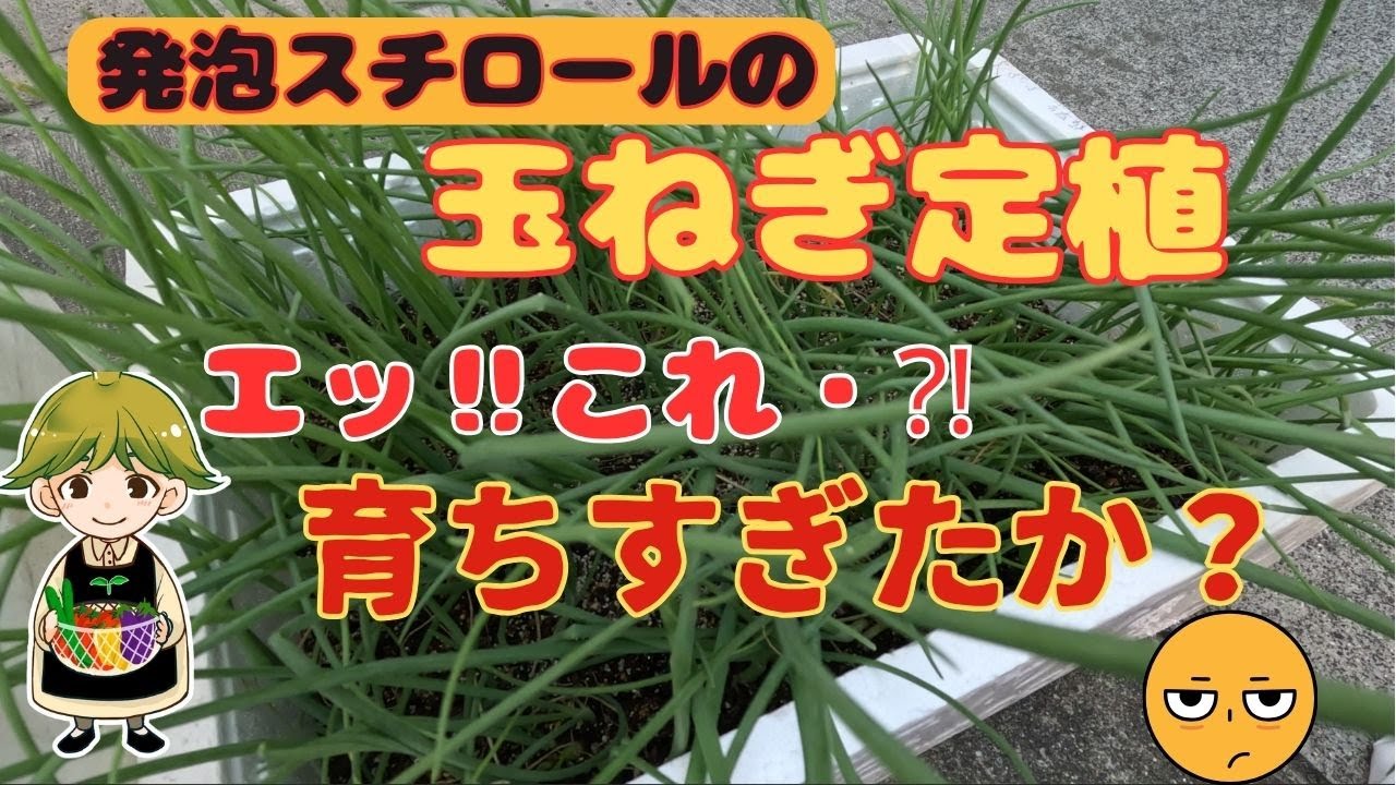玉ねぎ苗】植え付け～自家製苗と購入苗に思わぬ違いが・・・ - YouTube