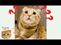 去勢後タマタマがない事に勘づいた猫【#shorts】