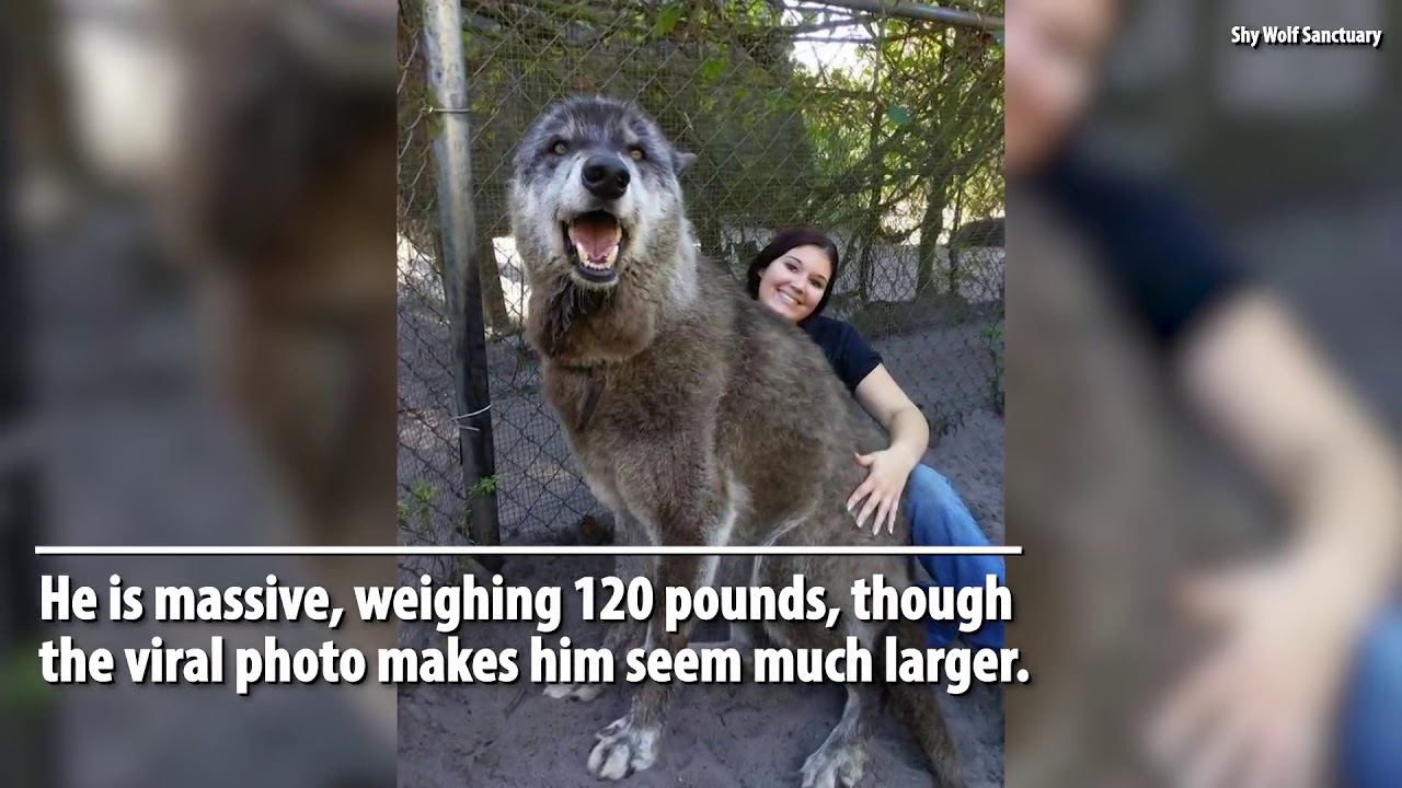 videos for cats SEE: Photo of Giant Wolf-Like Animal Goes Viral
