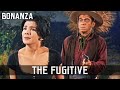 Bonanza - The Fugitive | Episode 52 | WESTERN SERIES | Full Length | Cowboy