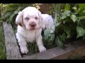 Golden heart clumber spaniels. Video # 45 .    6 /12/12 の動画、YouTube動画。