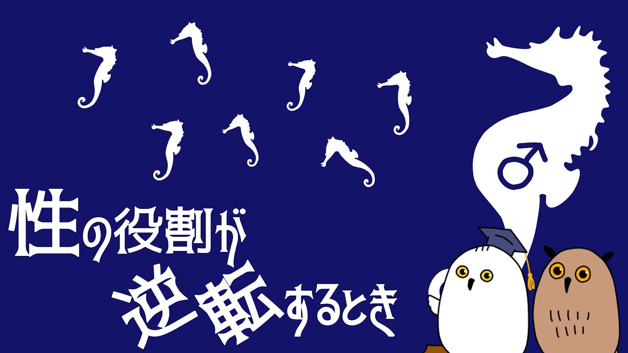 【ゆっくり解説】子育ては♀の役割?：性役割の逆転【 進化論 / 性教育 / 科学 】