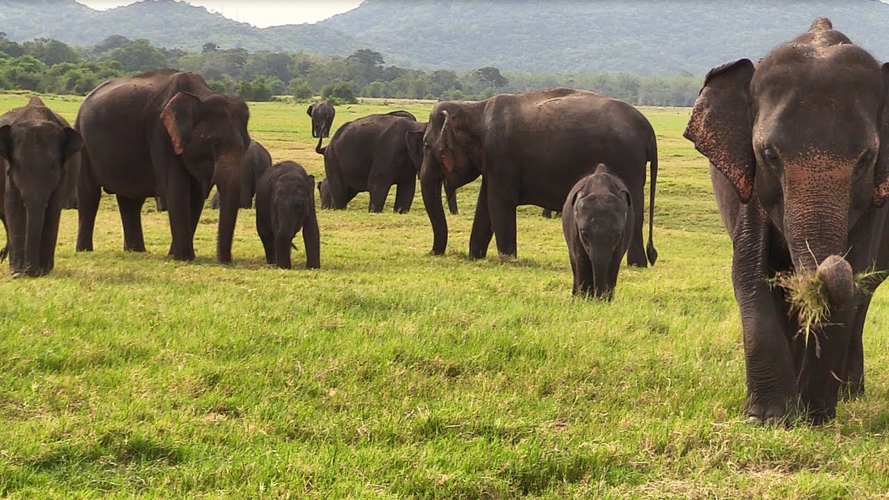 Elephants feeding with their baby elephants in the morning How