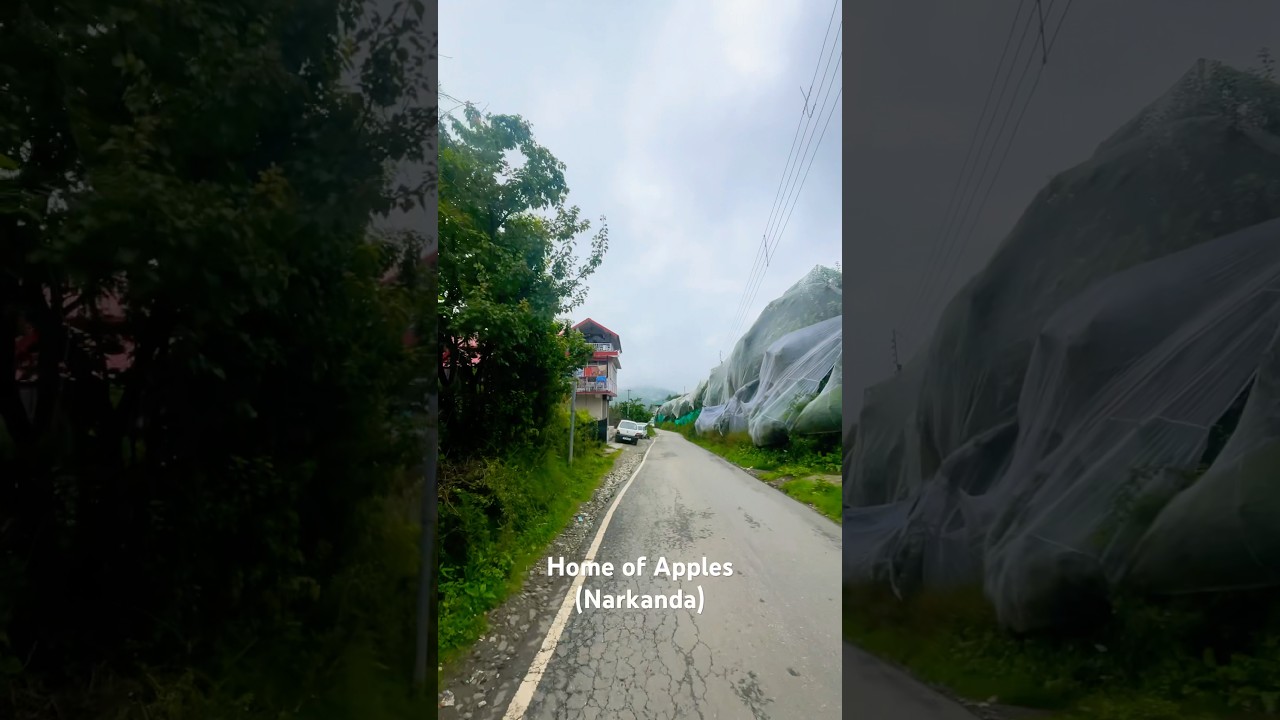 India’s one of the most apple producing place , Narkanda. HP. 