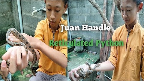 Hendle Normal Reticulated Python