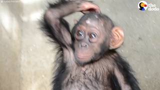 Baby Chimp Almost Sold As Pet | The Dodo