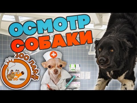 Регулярный осмотр собаки. Бордер колли. Температура тела собаки.