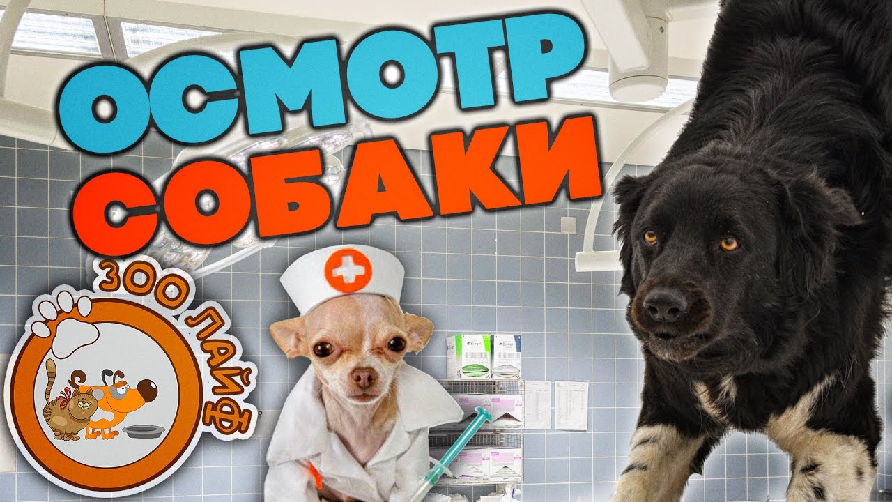 Регулярный осмотр собаки. Бордер колли. Температура тела собаки.