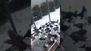 Киевские светлые голуби 🕊