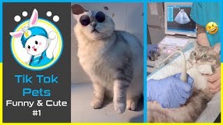 😍Tik Tok - Funny and Cute Pets Compilation #2