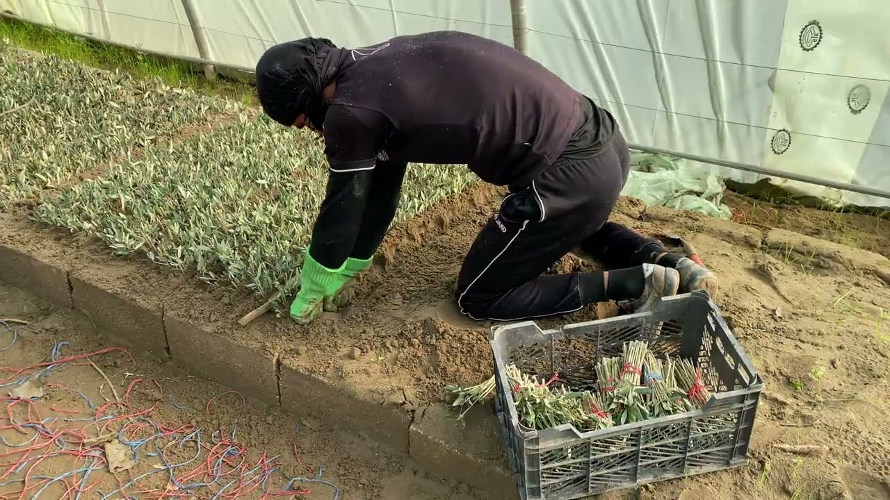 تجذير عقل الزيتون: لماذا ينجح البعض بدون هرمون ويفشل آخرون معه؟