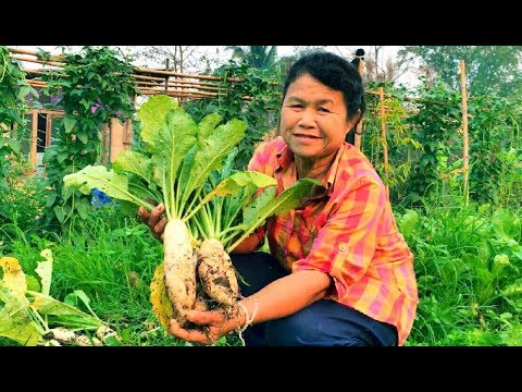 วิธีปลูกหัวไชเท้า หัวผักกาด / How to grow radishes / 如何种萝卜