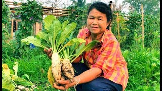 วิธีปลูกหัวไชเท้า หัวผักกาด / How to grow radishes / 如何种萝卜