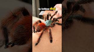 Why Is This Tarantula So Bright?