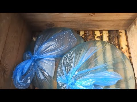 Инвертированный сироп для пчел. Подкормка пчел осенью сахарным сиропом ...