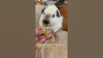 Thumbnail of I LOVE GUINEA PIGS 🐹💖