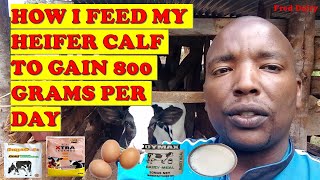 How i feed my heifer calf to gain 800 grams in a day