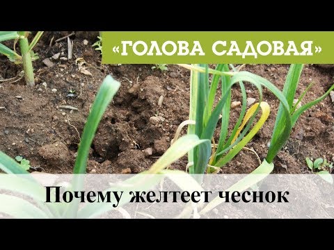 Голова садовая Почему желтеет чеснок