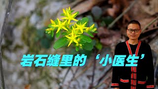【石头缝里的草药奇兵】凹叶景天VS垂盆草：4句口诀秒分辨！带状疱疹的民间疗法揭秘