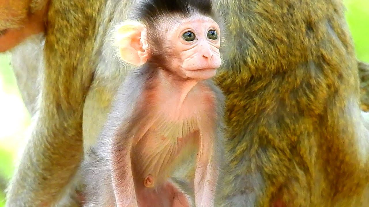 Super Amazing Beautiful Newborn Baby Monkey - Adorable Newborn Monkey Jody