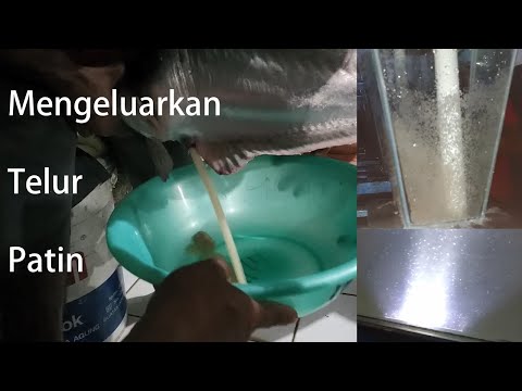 Telur Ikan Patin