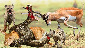 Close-up Of Impala Mother And Hyena Trying To Steal Baby Antelope Being Choked By Rock Pythons