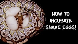 Famous My First Ball Python Eggs of 2021! Profile