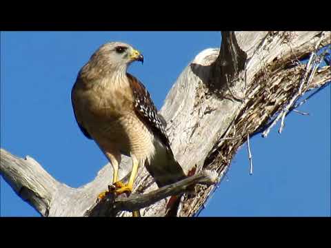 camera iphone 8 plus apk Hawk & Snake 2 15 18