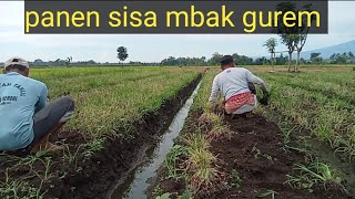 Desa Wonorejo darurat penyakit gurem dan cacar petani bawang merah bangkrut