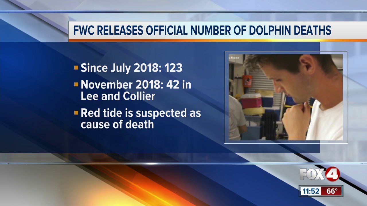 FWC Releases Official Number of Dolphin Deaths