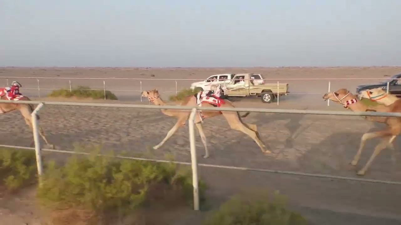 الشوط 7…(شواهين)لـ راشد بن سعيد بن راشد المخيبي 2:17