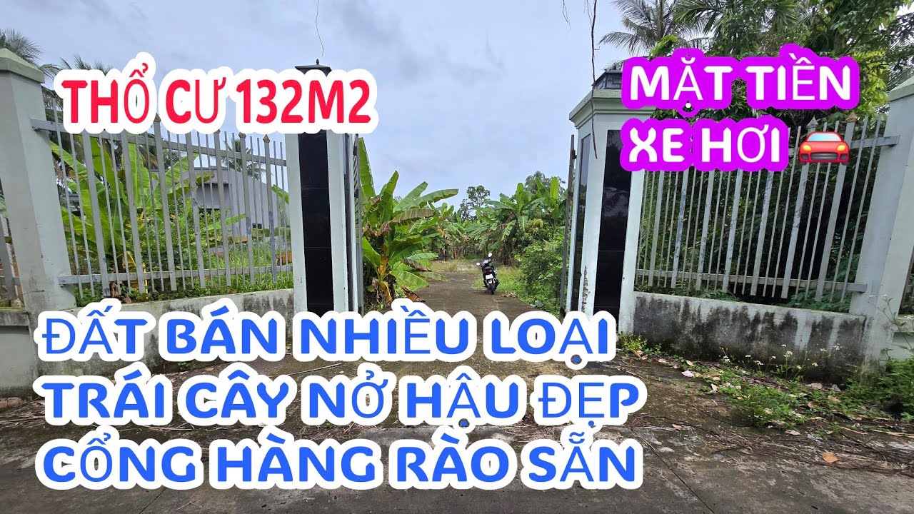 MS:25274 Vườn trái cây đang cho trái đường xe tải giáp sông - Đã có cổng và hàng rào xung quanh đất