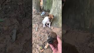 Download Lagu My poppies cute. #puppies #cute #animals #short MP3