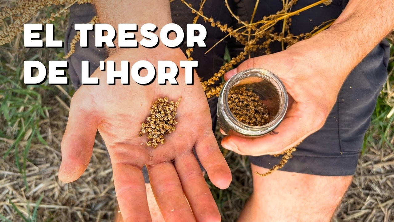 COM CONSERVAR LES LLAVORS DEL TEU HORT - Recol·lecta-les i sembra-les any rere any