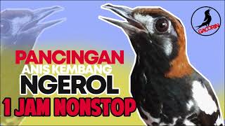 Bukan Hanya Speed Rapat, Anis Kembang ini Ngerol Panjang Nembak Buat Pancingan
