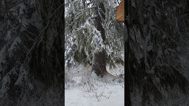 Pat Lacey falling on 12/12/2019. The day I broke m...