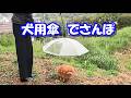 大雨の日に犬用傘でさんぽに出たら…ｗ
