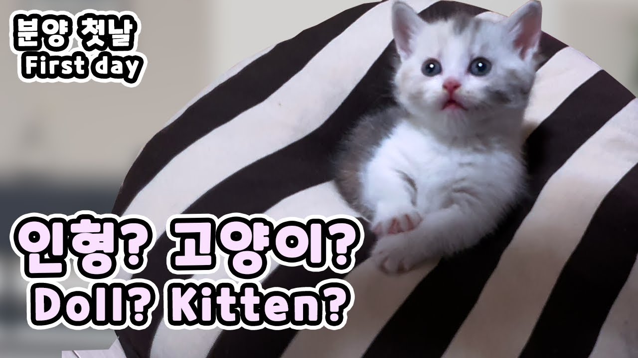 The First Day.. Is She A Doll Or Kitten? // 분양 첫날.. 인형인가 고양이인가 - Youtube