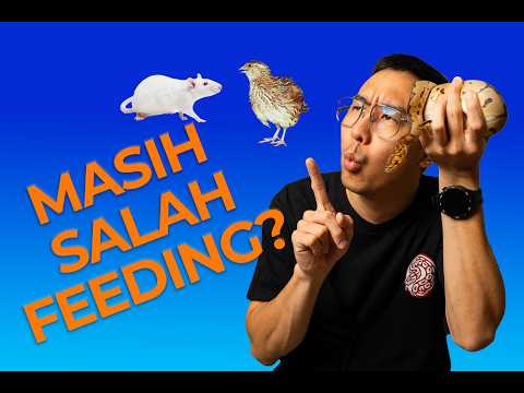Proper Feeding for Ball Pythons | Mouse vs. Rat vs. ASF + Complete Feeding Schedule