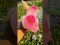 कमल फूल का झील #lotas #nature #viral #shorts