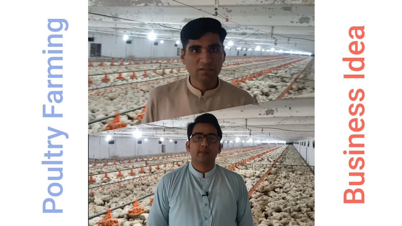 Poultry Farm Business Idea || Chicken Farming || Broiler Chicken