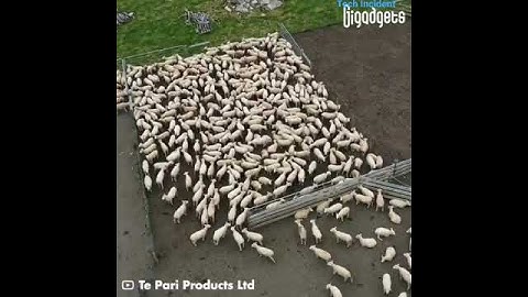 Sheep Handling Systems|#shorts