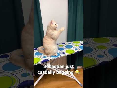 Cat randomly begging the corner of the room to do something 😂